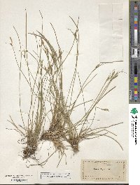 Carex geyeri image