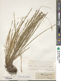 Carex geyeri image