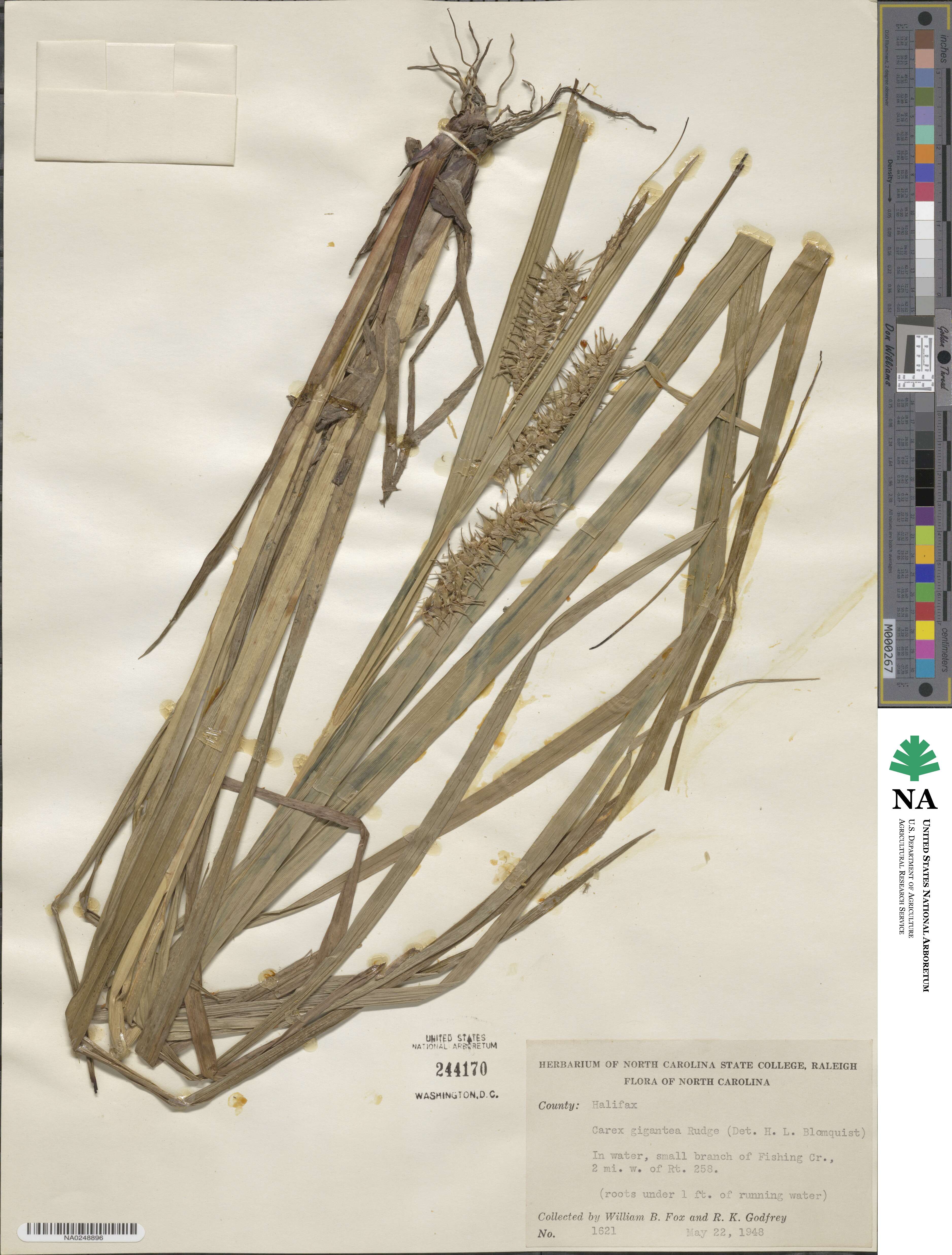 Carex gigantea image