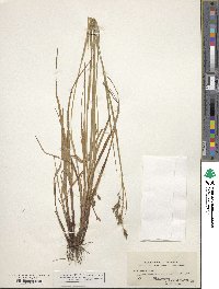 Carex venusta image