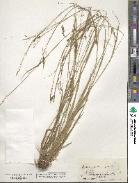 Carex venusta image