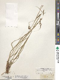 Carex venusta image