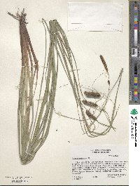 Carex glaucescens image