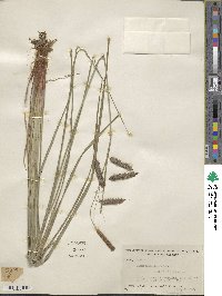 Carex glaucescens image