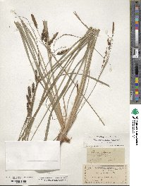 Carex glaucescens image