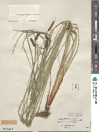 Carex glaucescens image