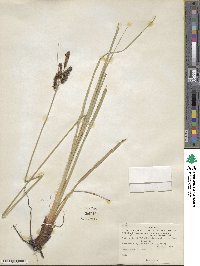 Carex glaucescens image