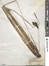 Carex glaucescens image