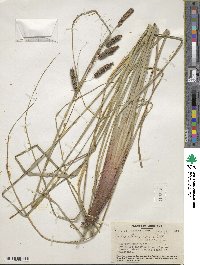 Carex glaucescens image