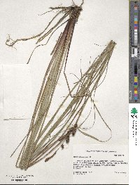 Carex glaucescens image