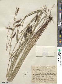 Carex glaucescens image