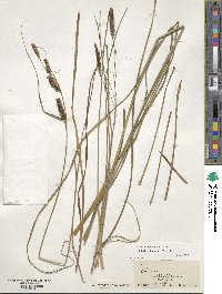 Carex glaucescens image