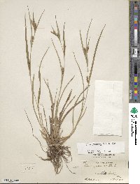 Carex glaucodea image