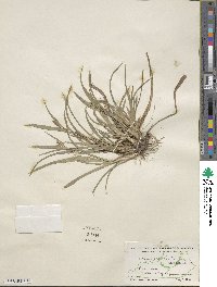 Carex glaucodea image