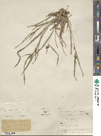 Carex glaucodea image