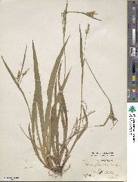 Carex glaucodea image