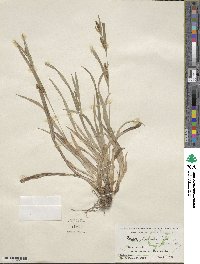 Carex glaucodea image