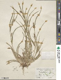 Carex glaucodea image