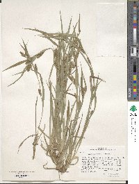 Carex glaucodea image