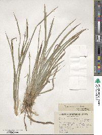 Carex glaucodea image