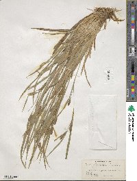 Carex glaucodea image