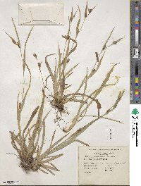 Carex glaucodea image