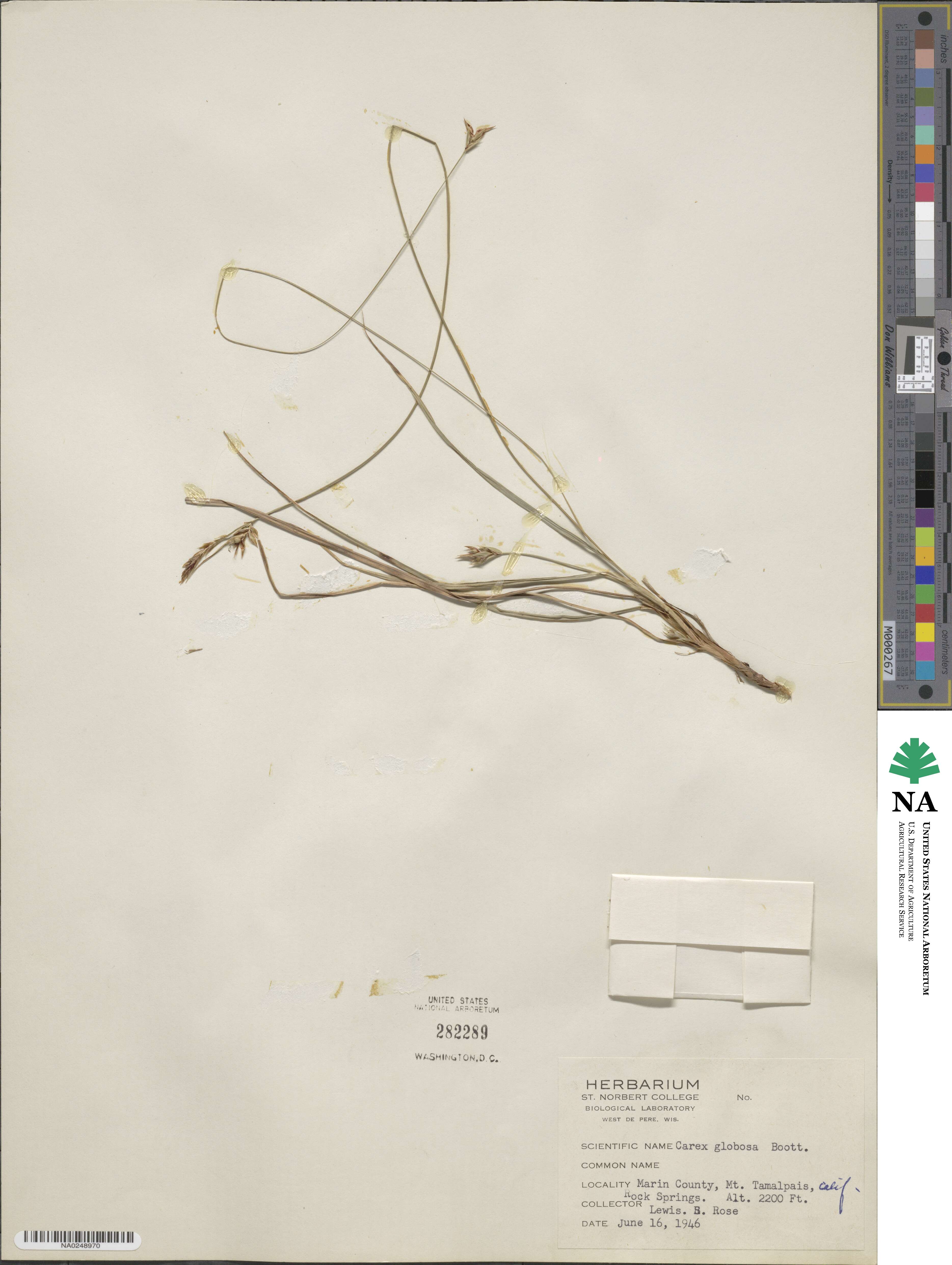 Carex globosa image