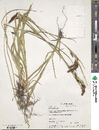 Carex gmelinii image