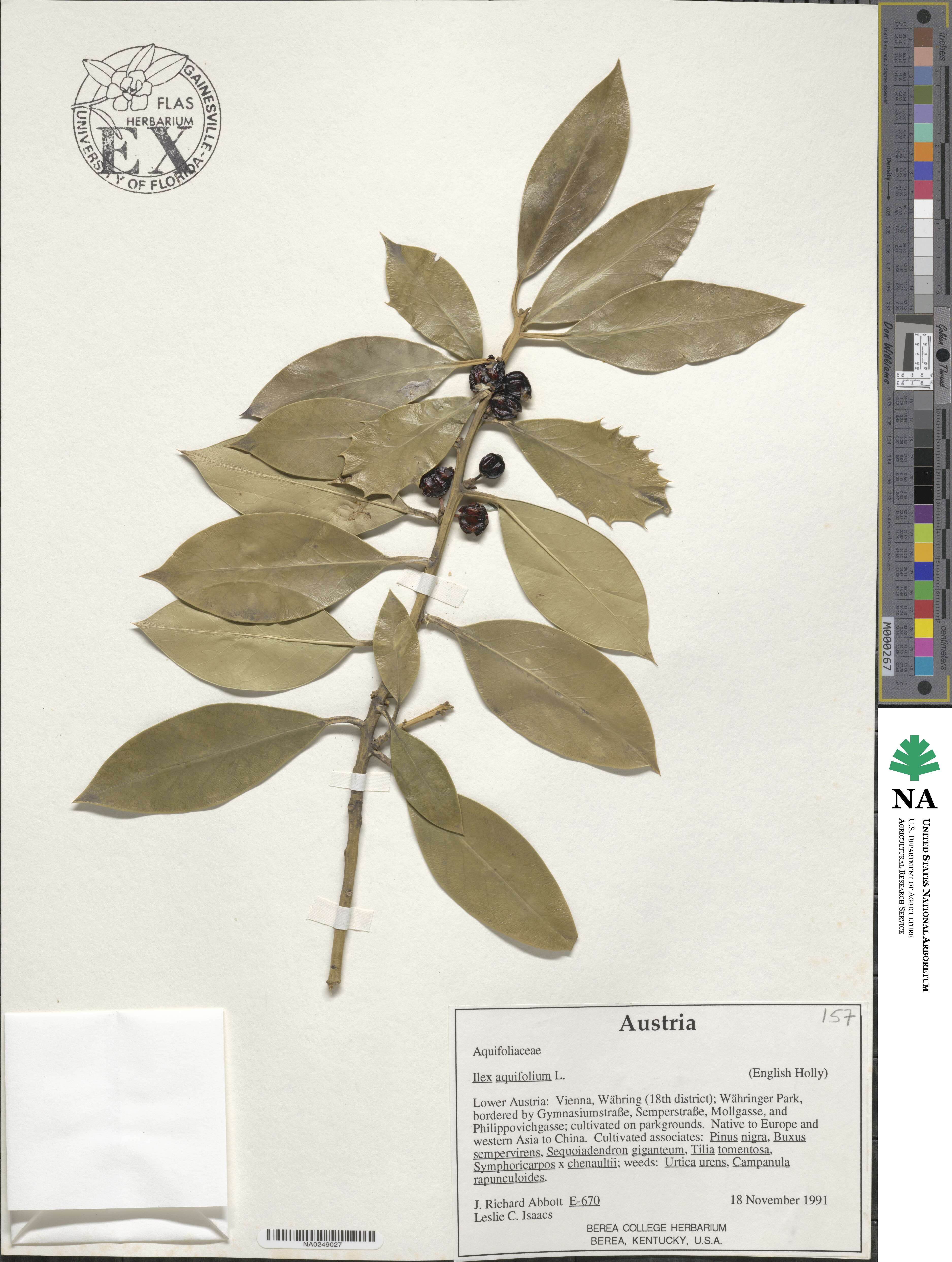 Ilex aquifolium image