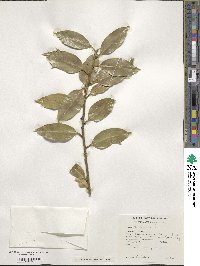 Ilex aquifolium image