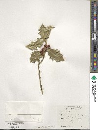 Ilex aquifolium image