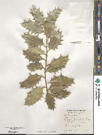 Ilex aquifolium image