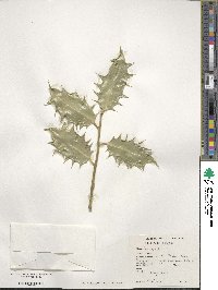 Ilex aquifolium image