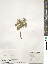 Ilex aquifolium image