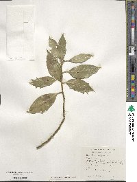 Ilex aquifolium image