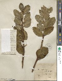 Ilex aquifolium image