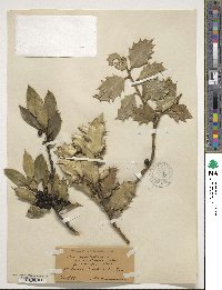 Ilex aquifolium image