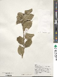 Ilex aquifolium image