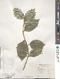 Ilex aquifolium image