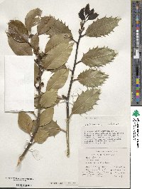 Ilex aquifolium image