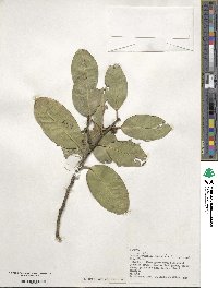 Ilex aquifolium image