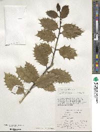 Ilex aquifolium image