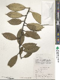 Ilex aquifolium image