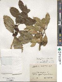 Ilex aquifolium image