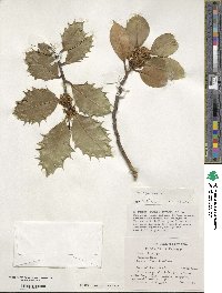 Ilex aquifolium image