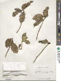 Ilex aquifolium image