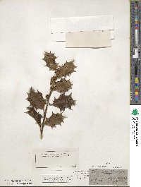 Ilex aquifolium image