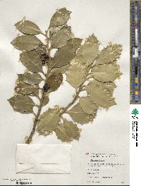 Ilex aquifolium image