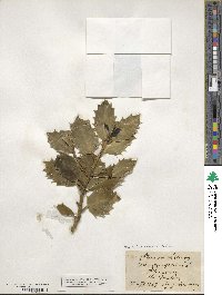 Ilex aquifolium image