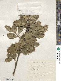 Ilex aquifolium image